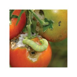 Capcană cu feromoni pentru tuta absoluta (molia tomatelor), ecologică, Flortis Eco