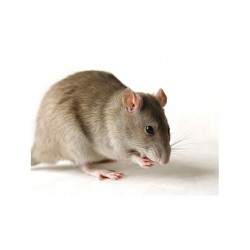 Momeală pastă cu atractant pentru șoareci și șobolani, 100 de utilizări, Flortis Momeală pastă cu atractant pentru șoareci și șobolani, 100 de utilizări, Flortis
